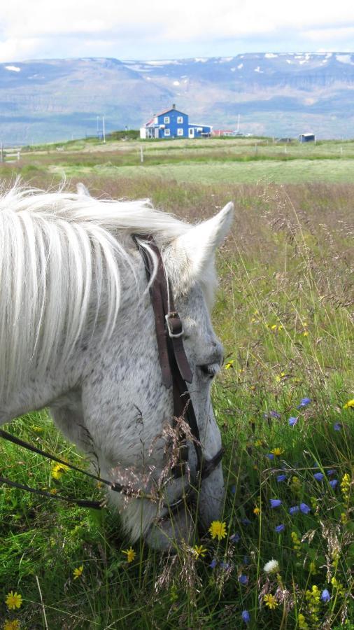 Husey Hostel & Horsefarm Egilsstadir Dış mekan fotoğraf