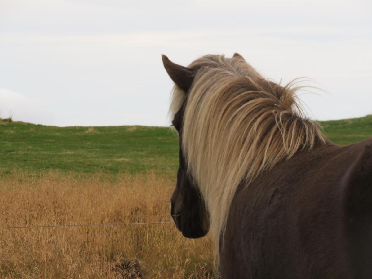 Husey Hostel & Horsefarm Egilsstadir Dış mekan fotoğraf