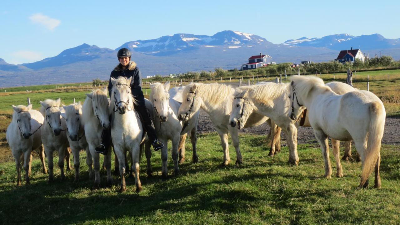 Husey Hostel & Horsefarm Egilsstadir Dış mekan fotoğraf